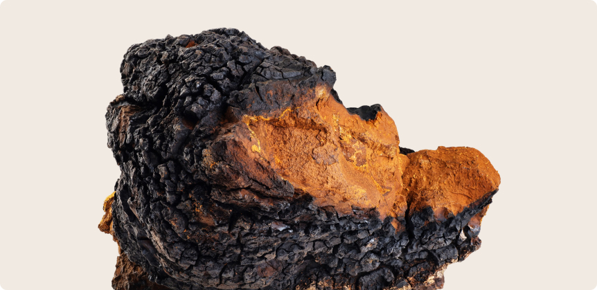 Chaga Mushroom